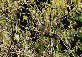 Japanese Grosbeak 平成榛原子供のもり公園 Sat, 4/20/2024