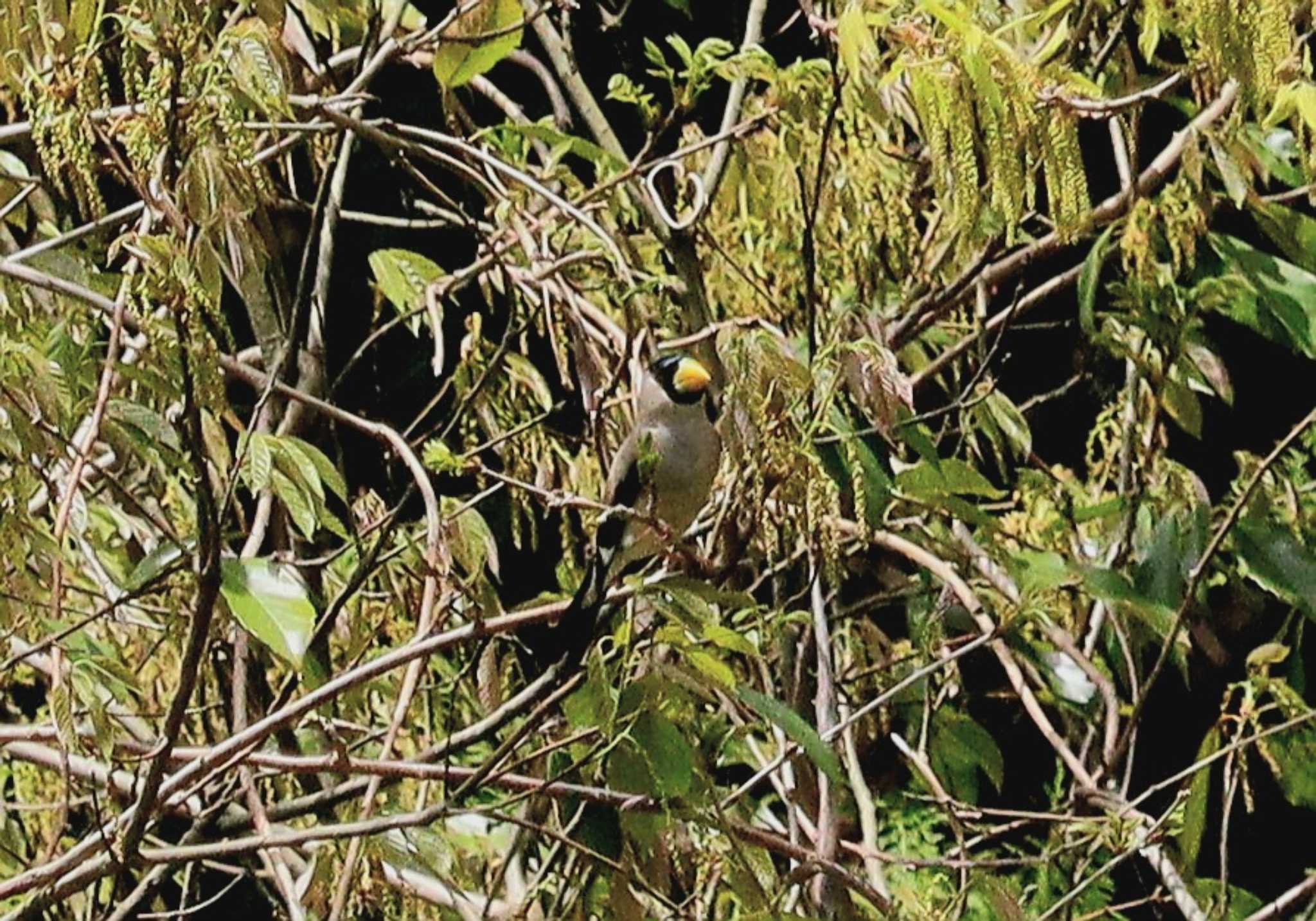 Japanese Grosbeak