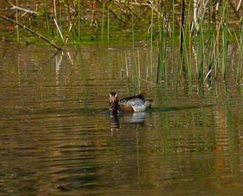 Garganey 勅使池(豊明市) Sun, 4/14/2024