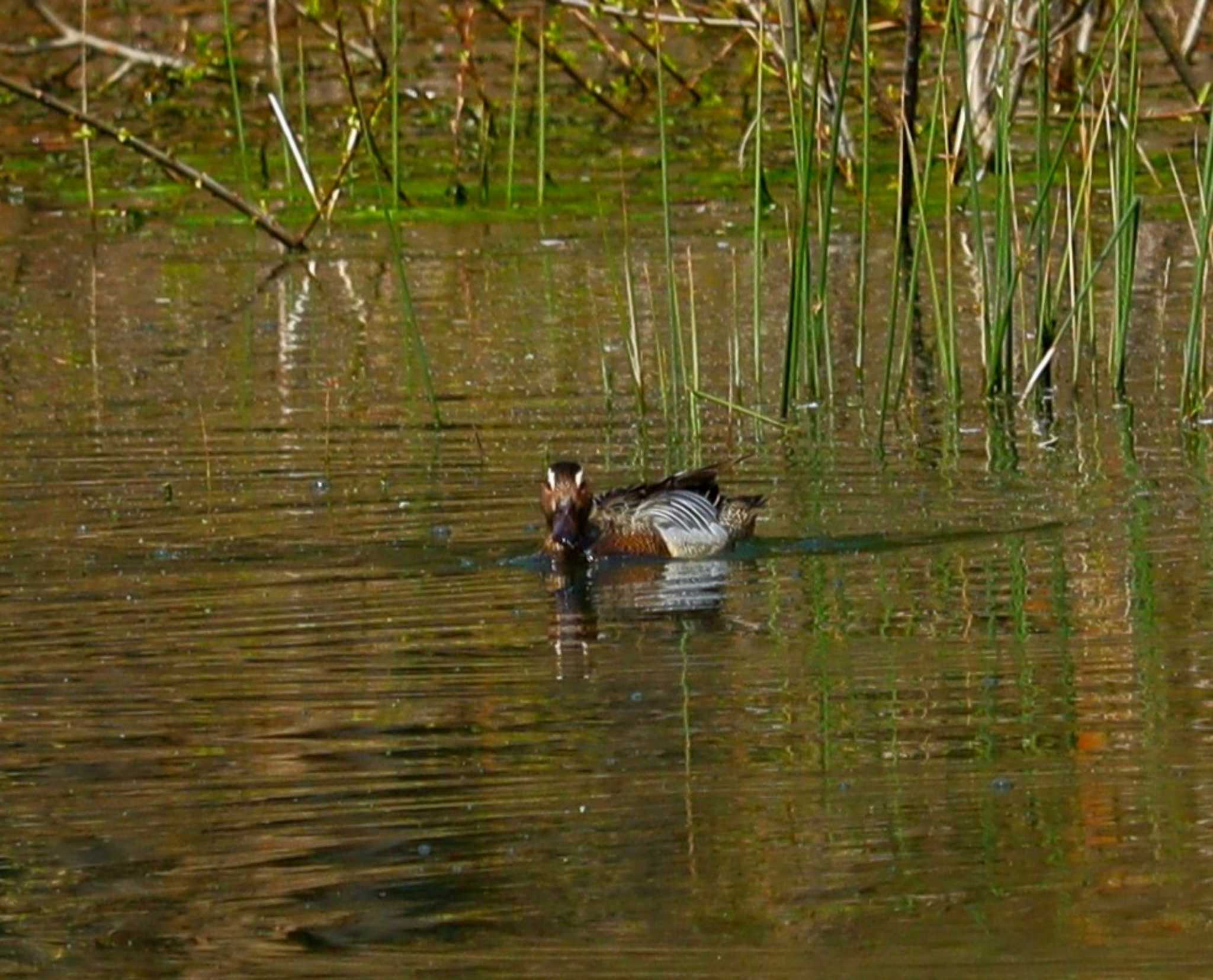 Garganey