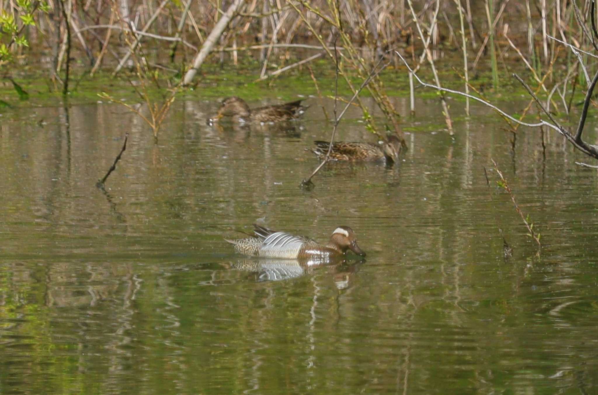 Garganey