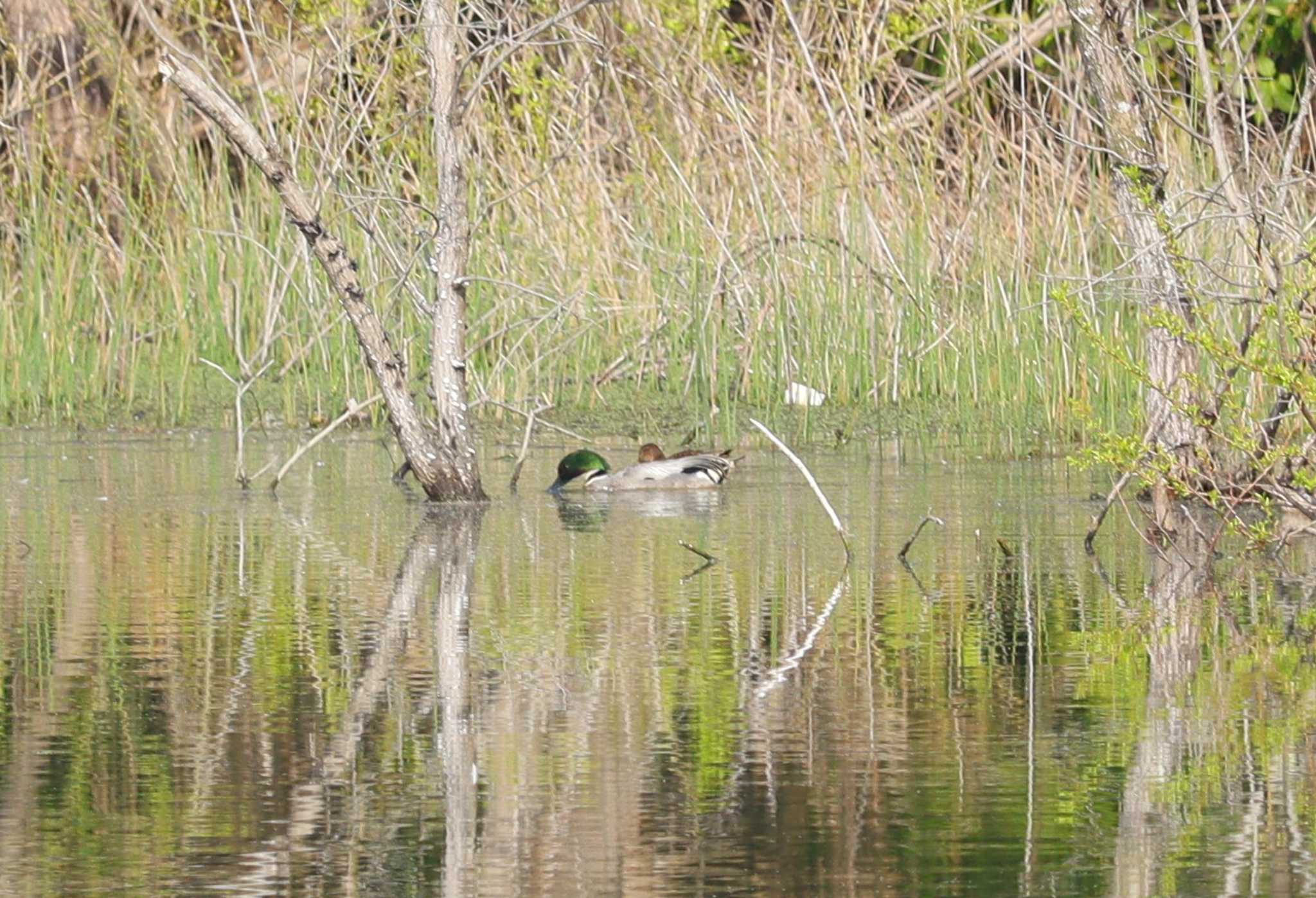 Falcated Duck