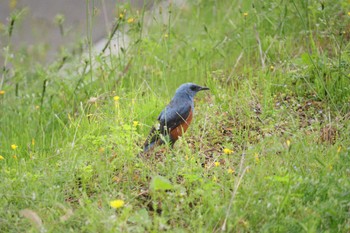 Blue Rock Thrush 自宅前 Mon, 4/22/2024