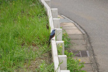 Blue Rock Thrush 自宅前 Mon, 4/22/2024