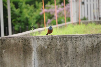 Blue Rock Thrush 自宅前 Mon, 4/22/2024