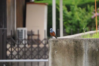 Blue Rock Thrush 自宅前 Mon, 4/22/2024