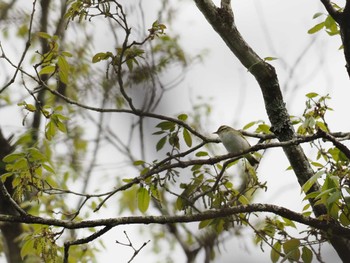 Eastern Crowned Warbler 丸火自然公園 Sat, 4/20/2024