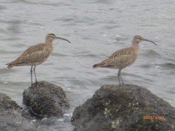 チュウシャクシギ 東京港野鳥公園 2023年4月22日(土)