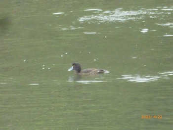 キンクロハジロ 東京港野鳥公園 2023年4月22日(土)