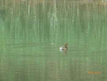 Little Grebe Tokyo Port Wild Bird Park Sat, 4/22/2023