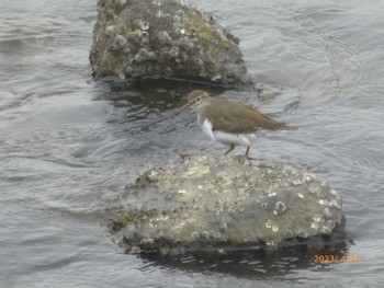 Common Sandpiper Tokyo Port Wild Bird Park Sat, 4/22/2023