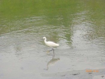 コサギ 東京港野鳥公園 2023年4月22日(土)