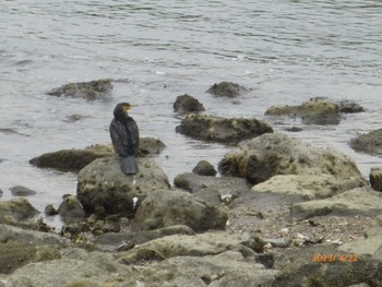 カワウ 東京港野鳥公園 2022年4月22日(金)