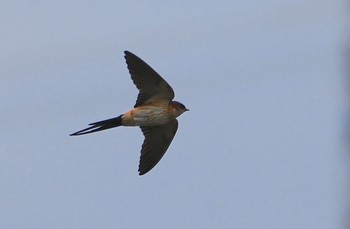 Barn Swallow 恩智川治水緑地 Tue, 4/23/2024