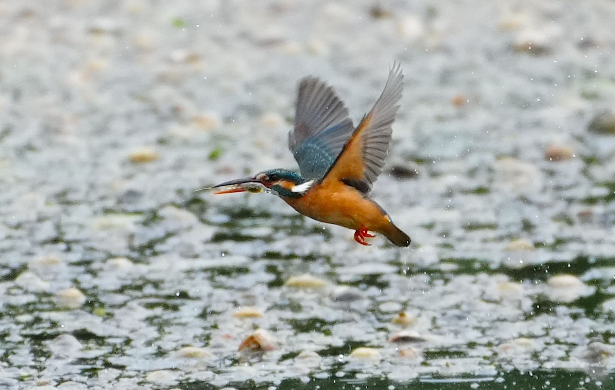 Photo of Common Kingfisher at 恩智川治水緑地 by アルキュオン