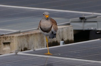 Grey-headed Lapwing 恩智川治水緑地 Tue, 4/23/2024