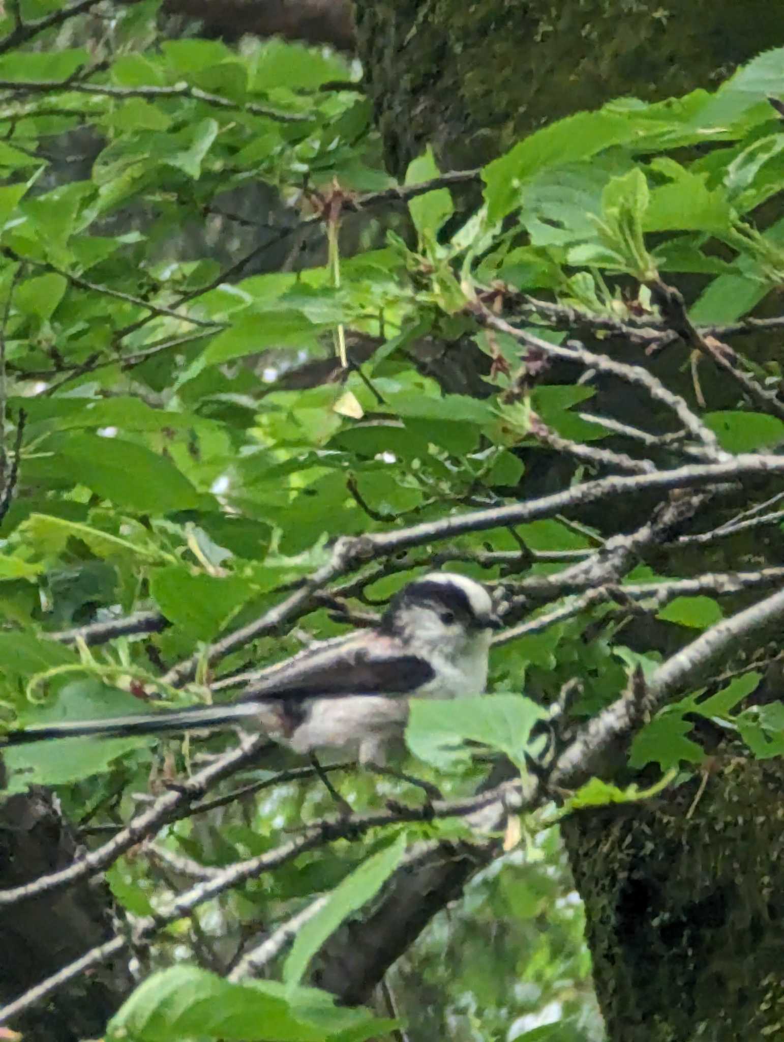 Long-tailed Tit