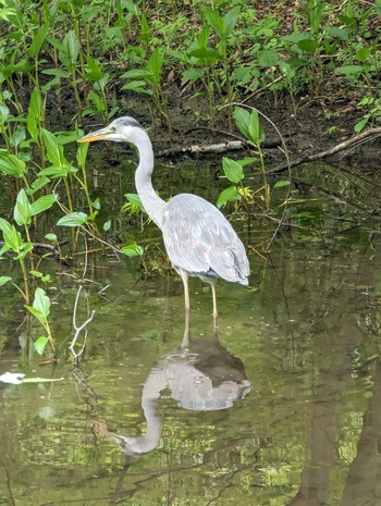 2024年4月23日(火) 昭和記念公園の野鳥観察記録