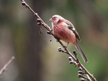 Siberian Long-tailed Rosefinch Hayatogawa Forest Road Sun, 2/18/2024