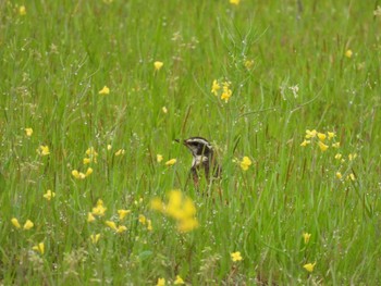 Dusky Thrush 三重県名張市 Tue, 4/23/2024