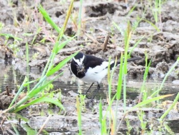 Japanese Wagtail 三重県名張市 Tue, 4/23/2024