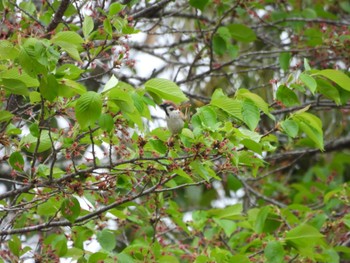 Eurasian Tree Sparrow 三重県名張市 Tue, 4/23/2024