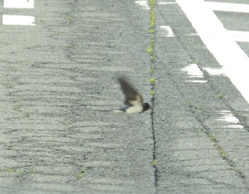 Barn Swallow 三重県名張市 Tue, 4/23/2024