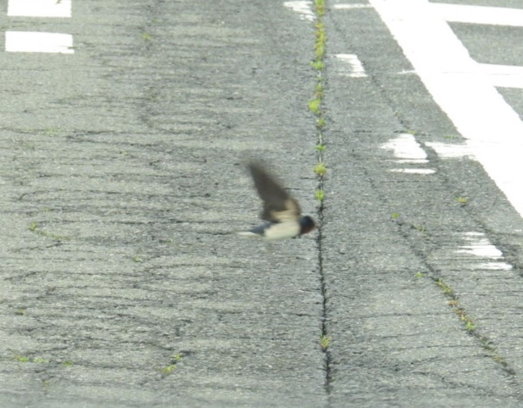 Photo of Barn Swallow at 三重県名張市 by ぷちな