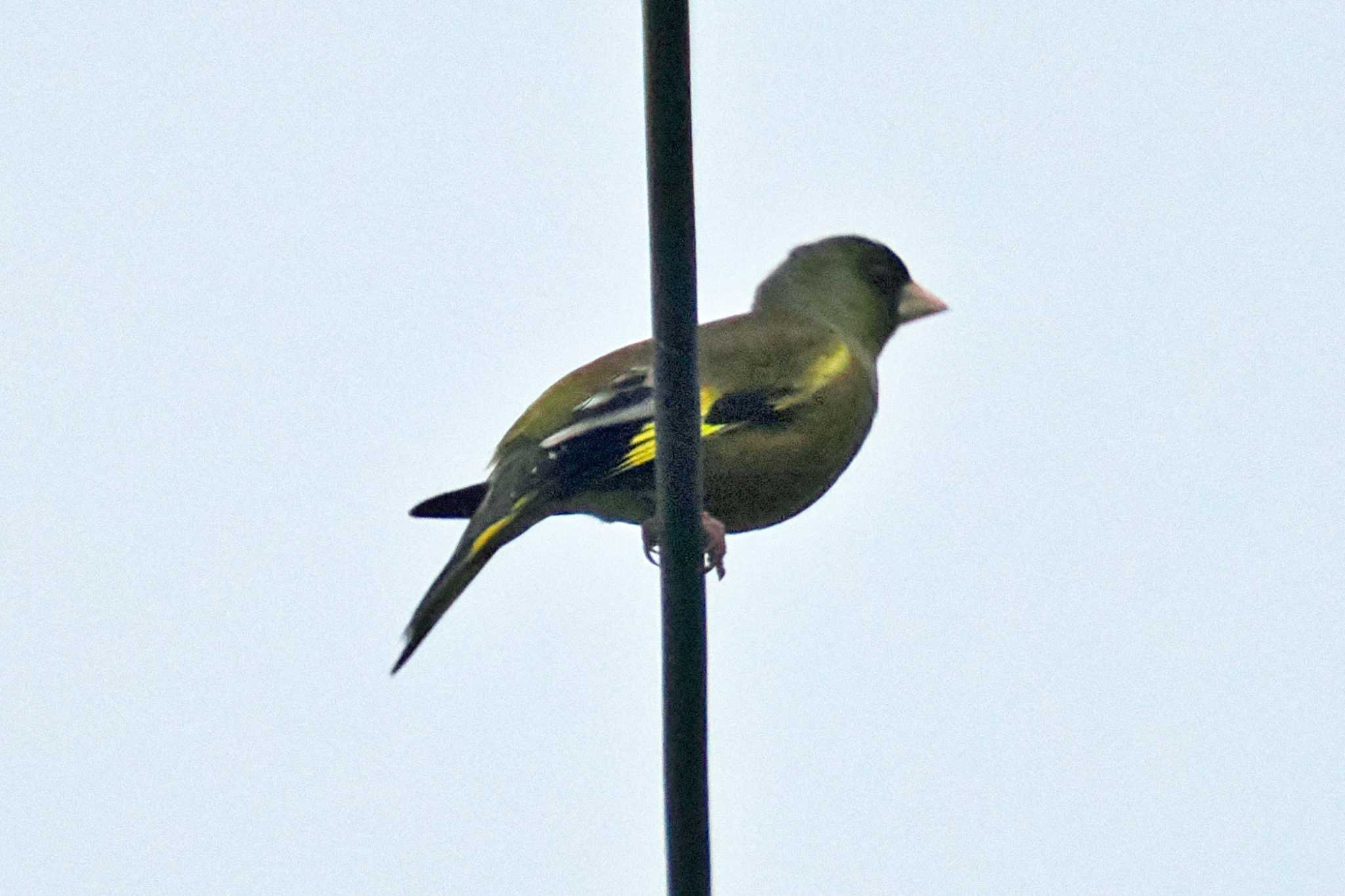 Photo of Grey-capped Greenfinch at 愛媛県 by 藤原奏冥