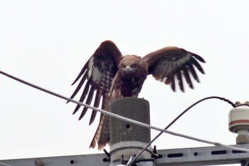 Black Kite 愛媛県 Tue, 4/23/2024