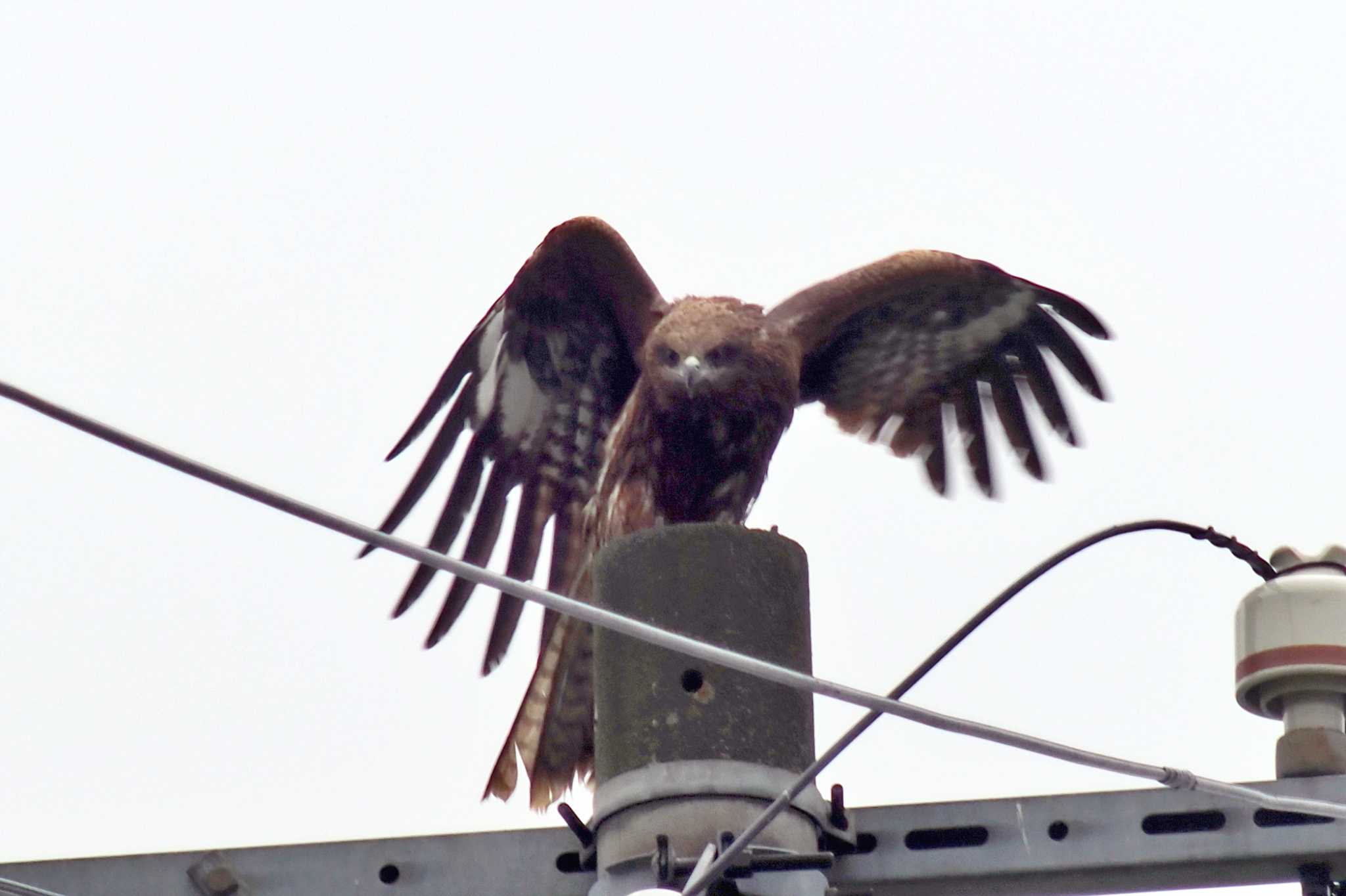 Photo of Black Kite at 愛媛県 by 藤原奏冥