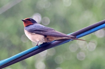 Barn Swallow 愛媛県 Tue, 4/23/2024