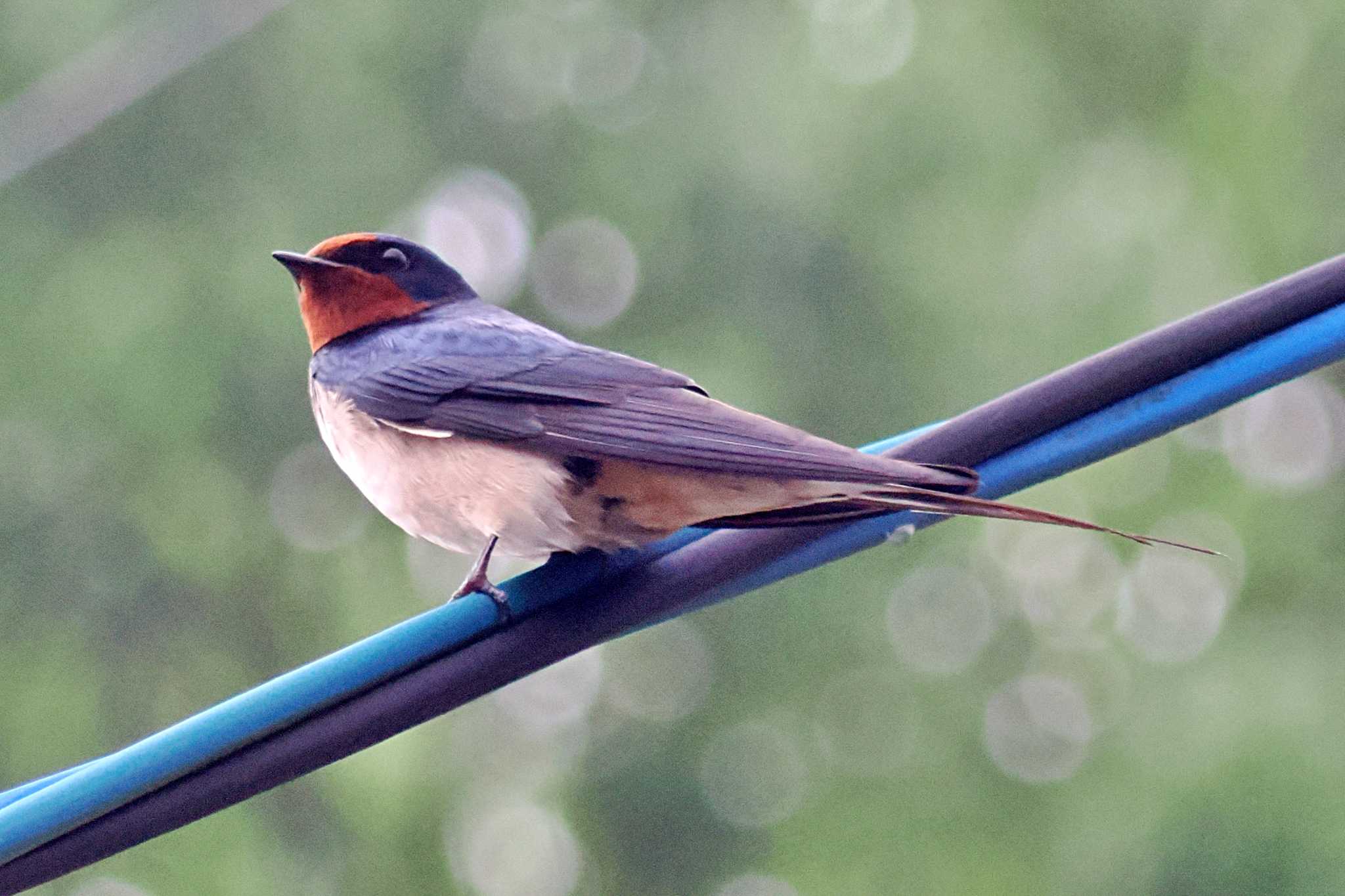 Photo of Barn Swallow at 愛媛県 by 藤原奏冥