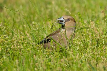 Hawfinch 奈良　馬見丘陵公園 Sat, 4/20/2024