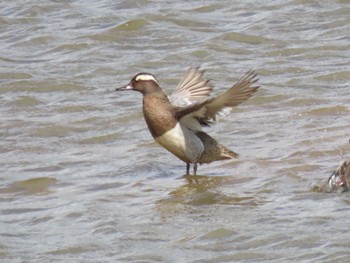 Garganey Izunuma Fri, 4/19/2024