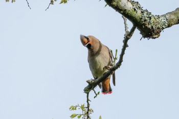 Japanese Waxwing 南阿蘇ビジターセンター Sat, 4/20/2024