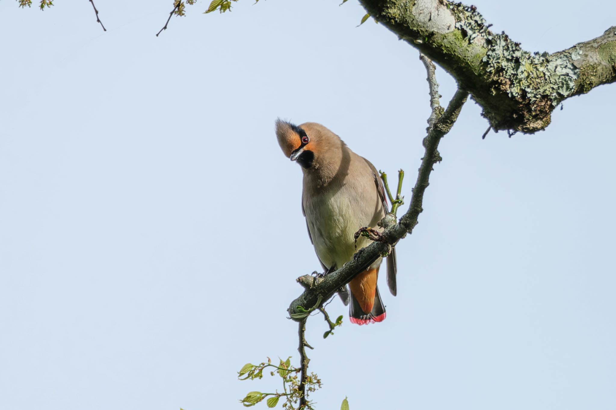 Photo of Japanese Waxwing at 南阿蘇ビジターセンター by FUJIマニア