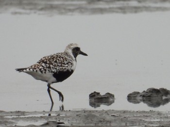 Grey Plover Sambanze Tideland Tue, 4/23/2024