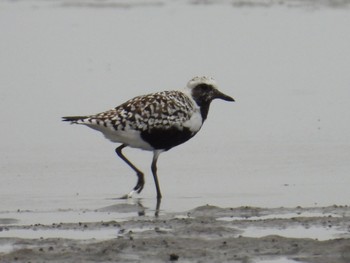 Grey Plover Sambanze Tideland Tue, 4/23/2024