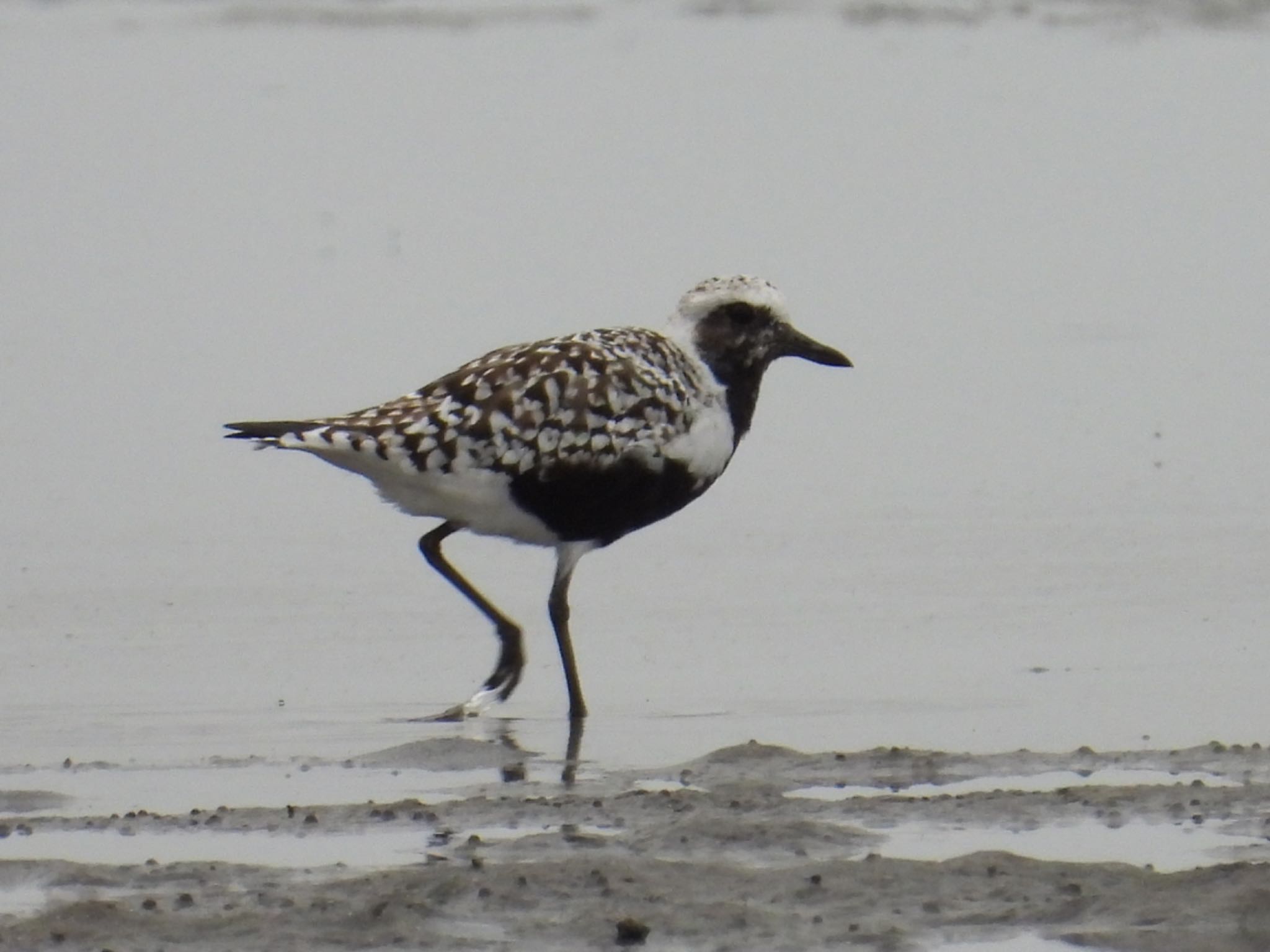 Photo of Grey Plover at Sambanze Tideland by yuco