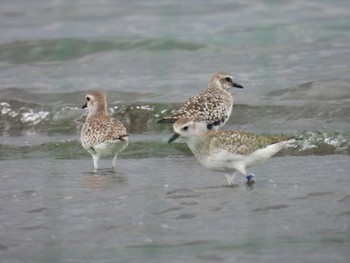 Grey Plover Sambanze Tideland Tue, 4/23/2024