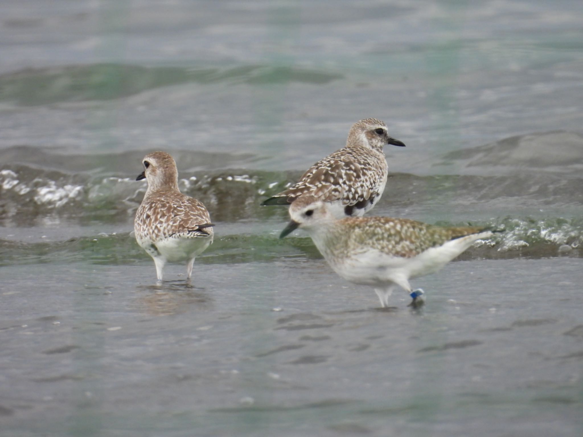 Photo of Grey Plover at Sambanze Tideland by yuco