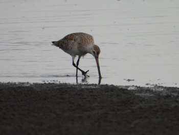 オオソリハシシギ ふなばし三番瀬海浜公園 2024年4月23日(火)