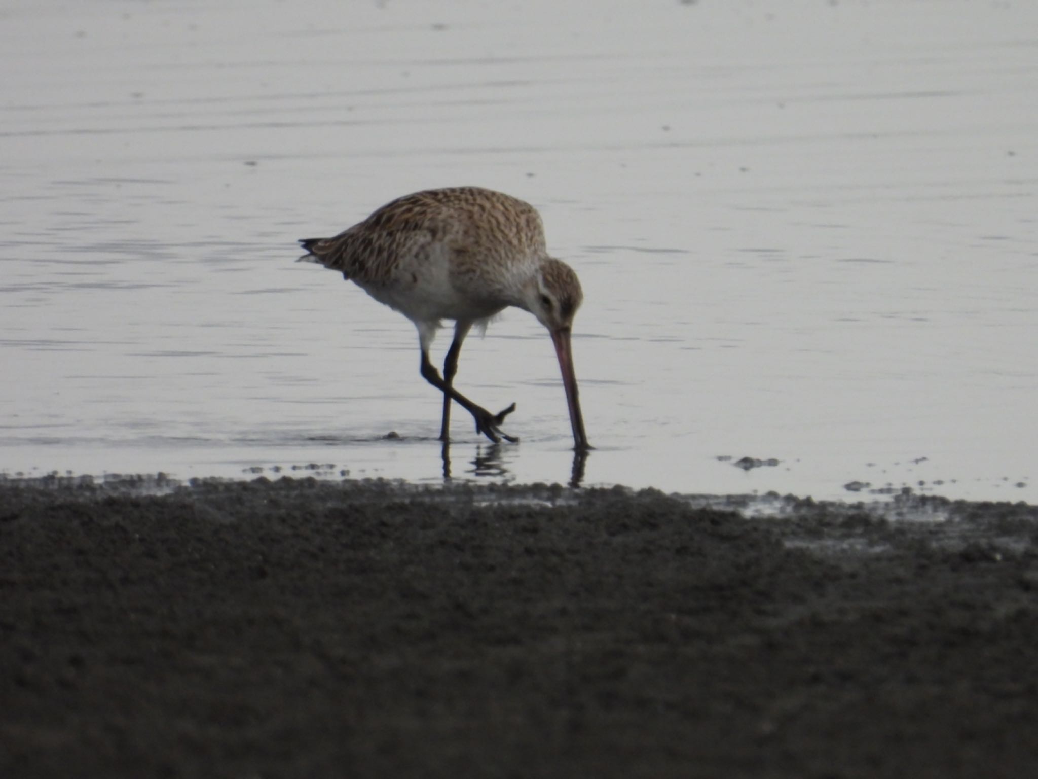 Photo of Bar-tailed Godwit at Sambanze Tideland by yuco