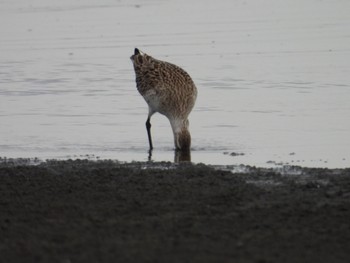 オオソリハシシギ ふなばし三番瀬海浜公園 2024年4月23日(火)