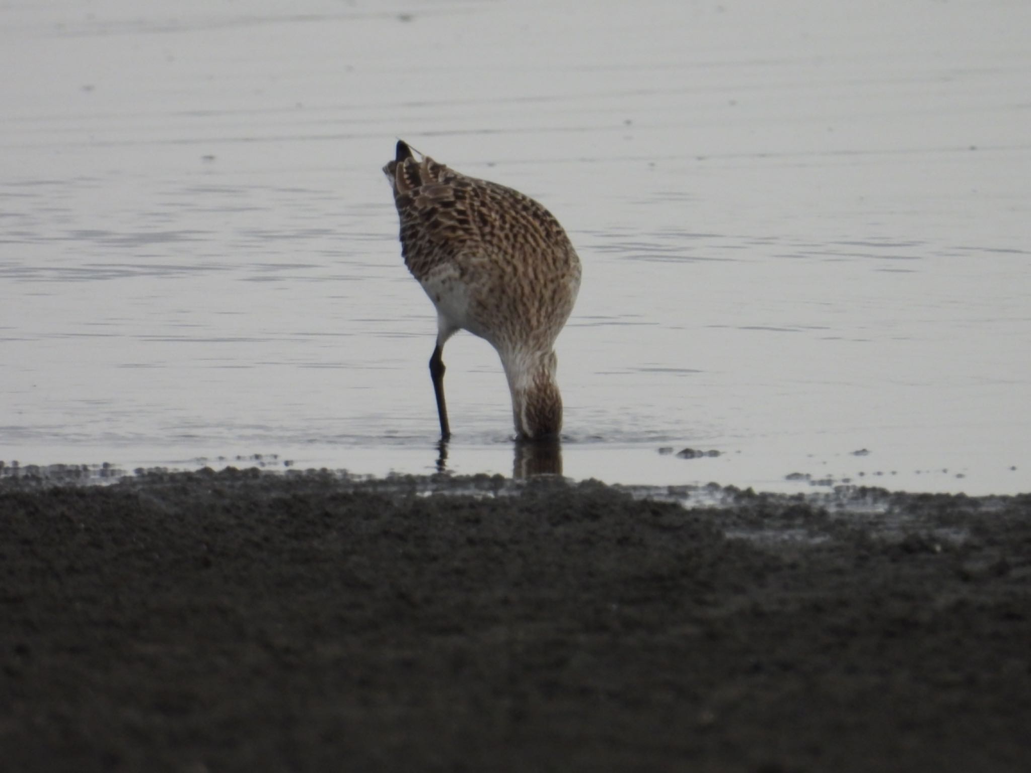 ふなばし三番瀬海浜公園 オオソリハシシギの写真 by yuco