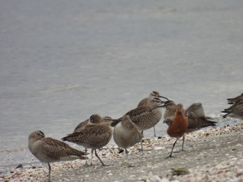 チュウシャクシギ ふなばし三番瀬海浜公園 2024年4月23日(火)