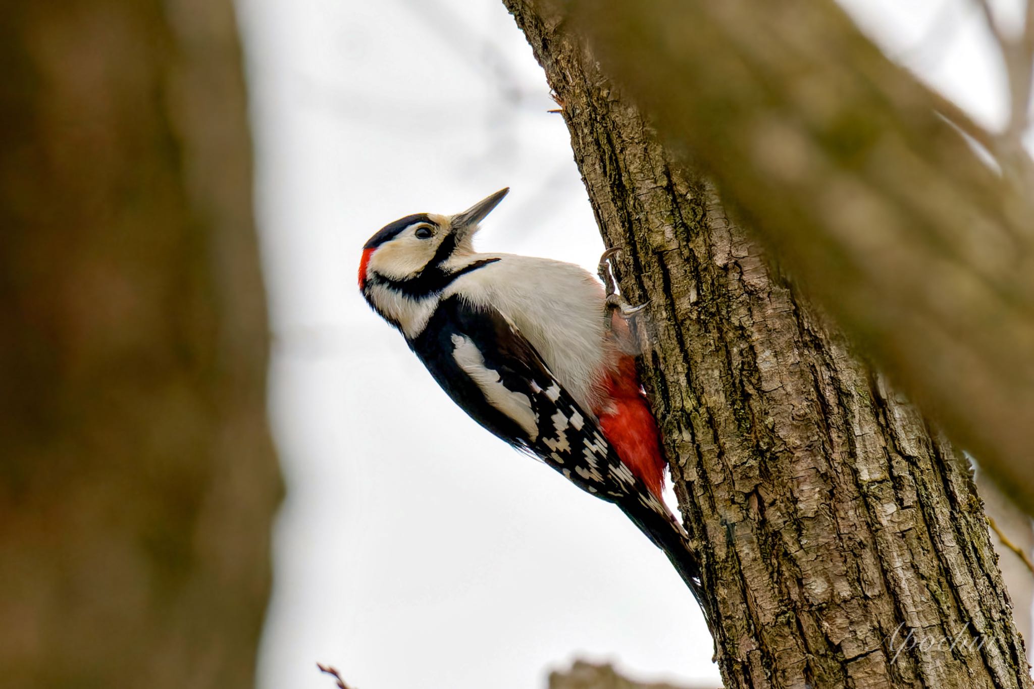 Photo of Great Spotted Woodpecker at Kitamoto Nature Observation Park by アポちん