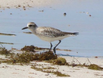 Grey Plover 角島(山口県) Sat, 4/13/2024