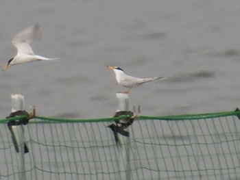 2024年4月23日(火) ふなばし三番瀬海浜公園の野鳥観察記録